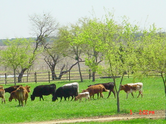 texaslonghornalsorans.jpg